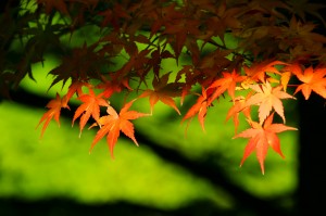 autumn-leaves_00007