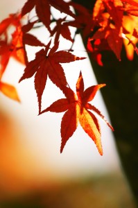 autumn-leaves_00083 (1)