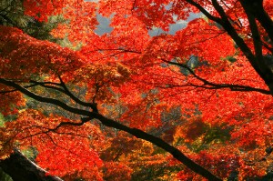 autumn-leaves_00121